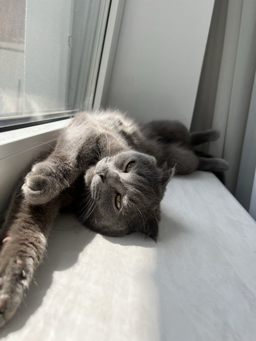 Британский вислоухий кот