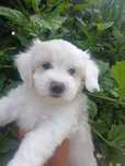 Bichon Maltez puiuți