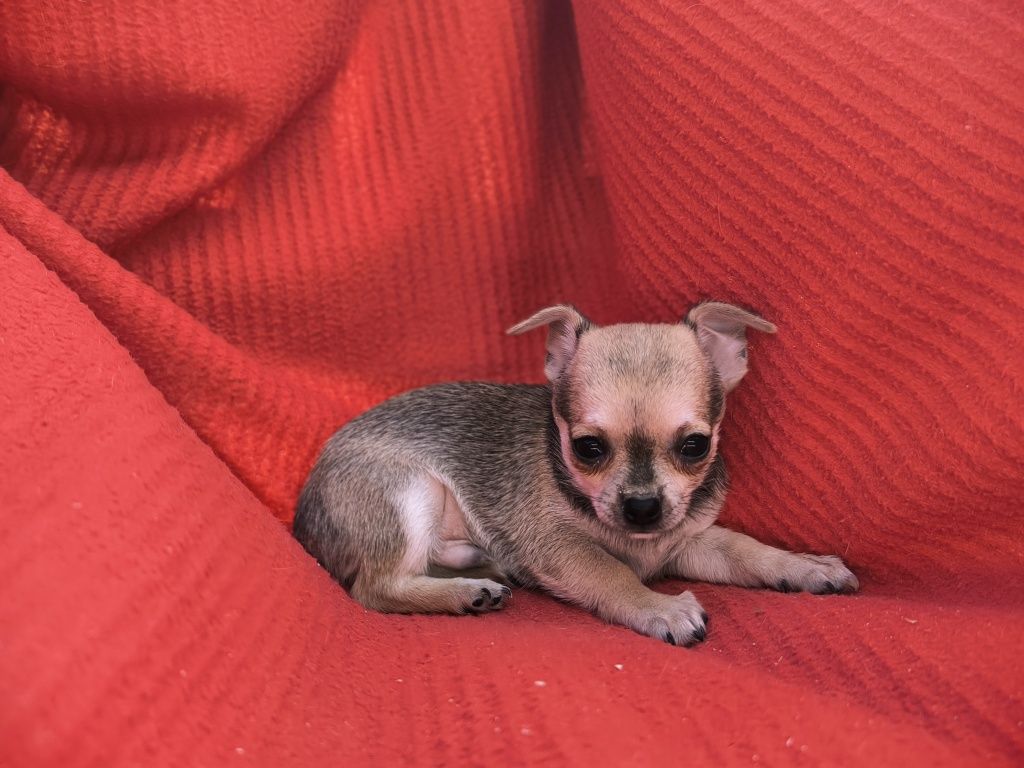 Vand baietel Chihuahua mini