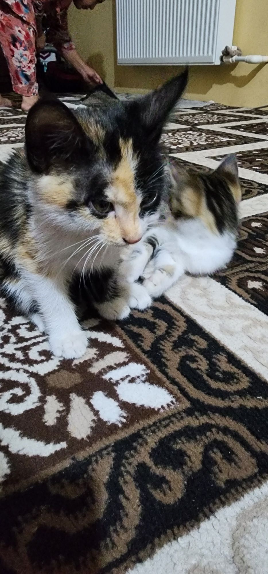 Мушукчалар ,Кошки