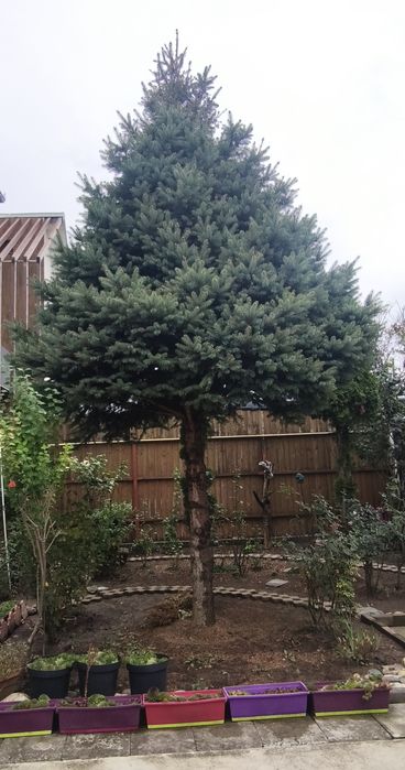 Brad argintiu coroana perfecta/simetrica cu radacina 5.5m sau taiat 4m