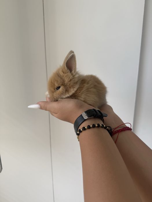 Iepurasi pitici mini toy fete si baieti