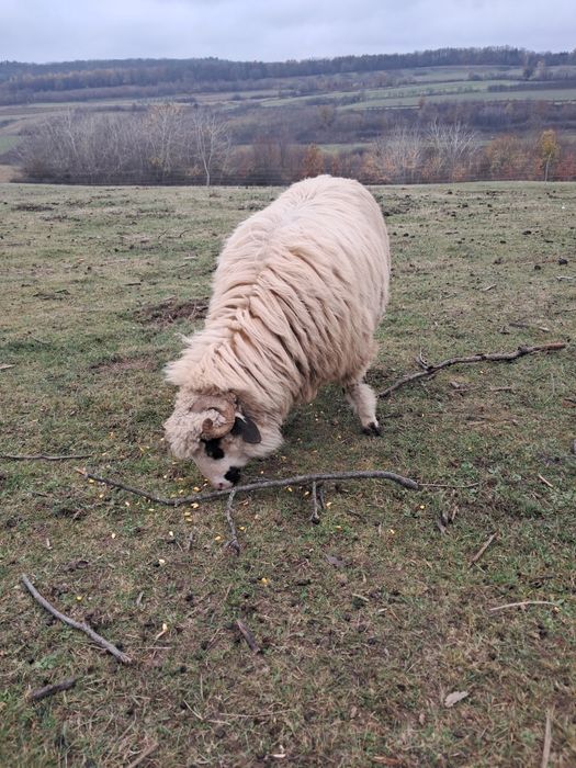 Oii țurcane 18 bucati