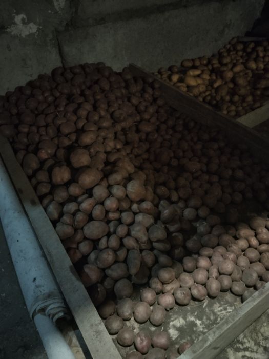 Продам картошку домашнюю