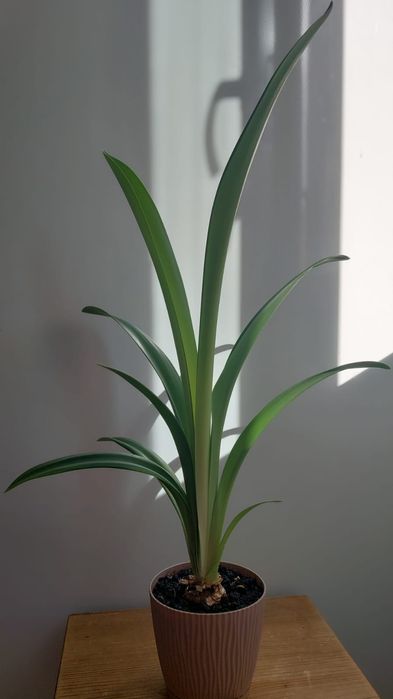 Домашний цветок гиппеаструм