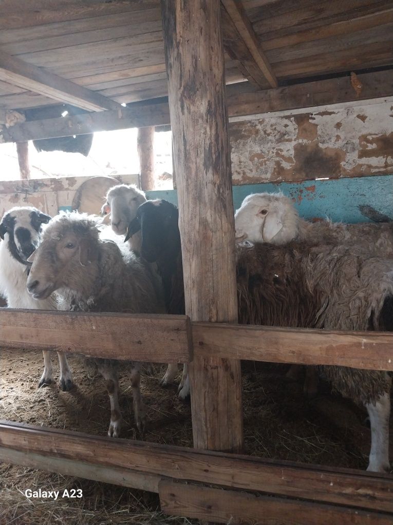 Продам упитанных баран