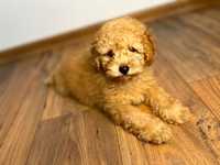 Pui poodle /pudel caniche toy