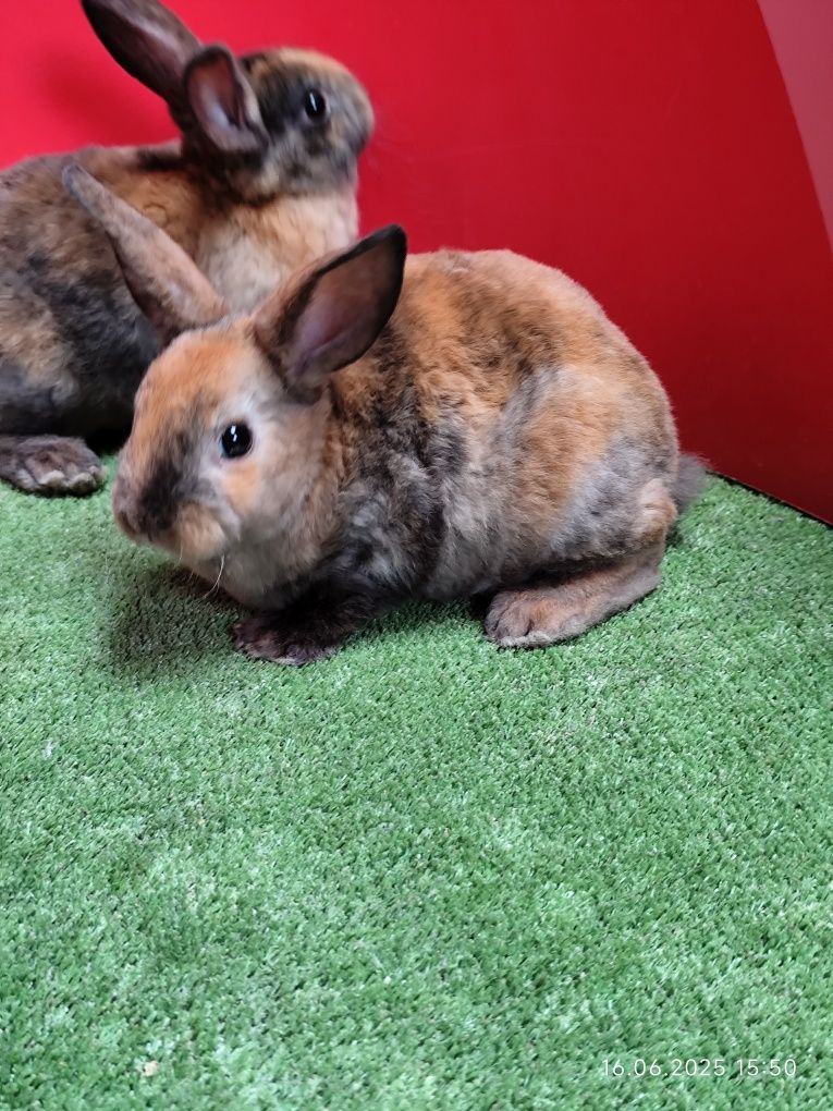 Iepuri rex pitic pui
