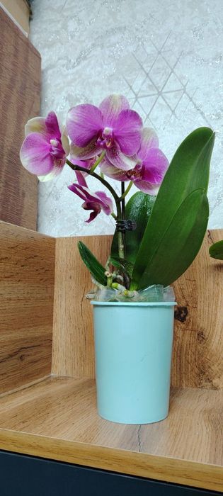 Орхидея Phalaenopsis Orchids in Purple