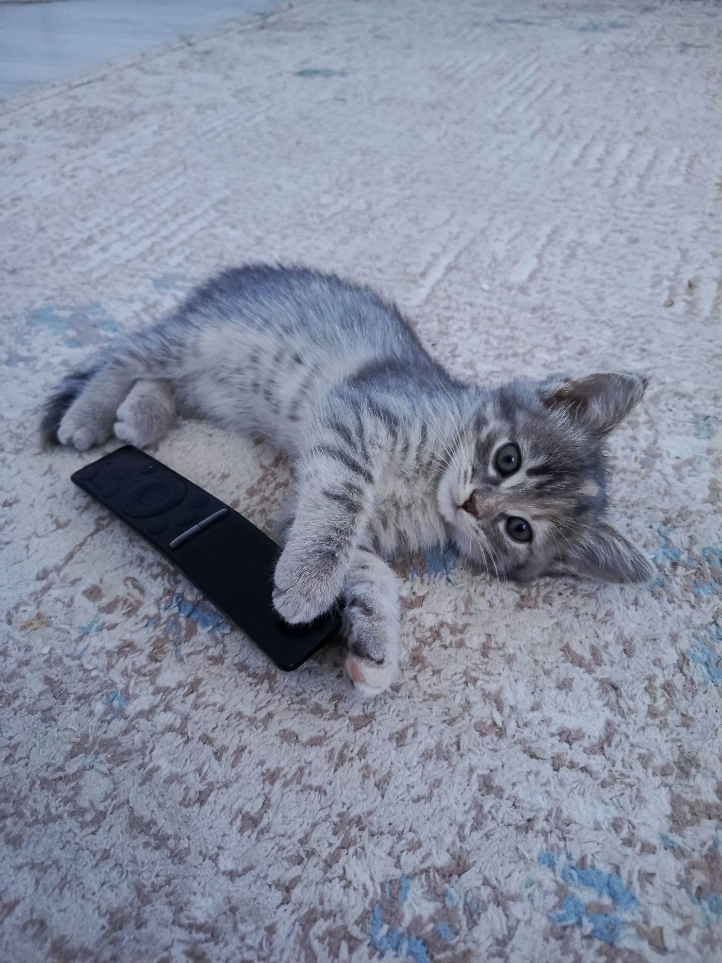 Шотландские котята ищут любящий дом