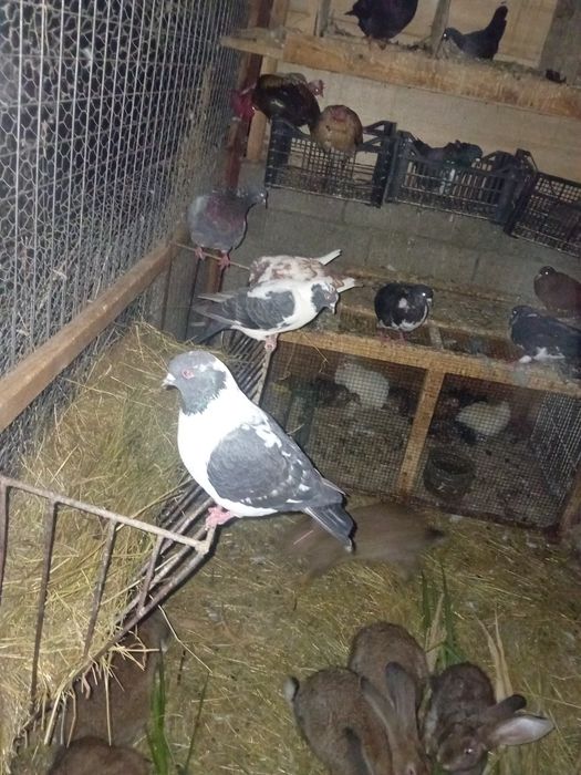 Vând porumbei gainari și fazani comuni masculi