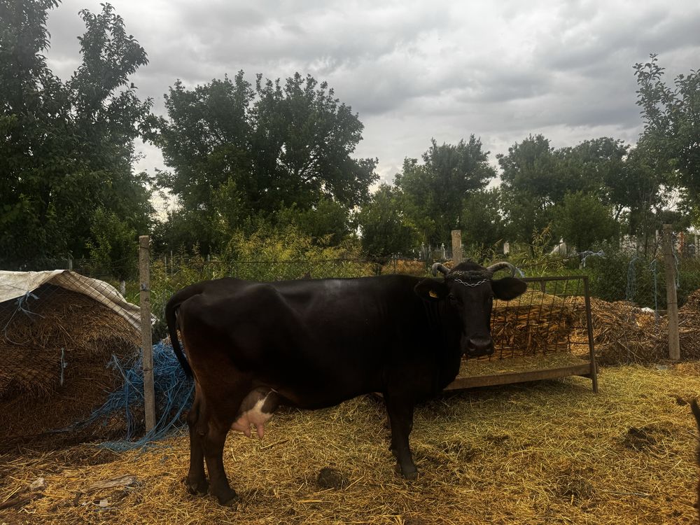 Vand vaca , cu lapte  si cu mulgatoare Ruris , vaca este foarte cumint