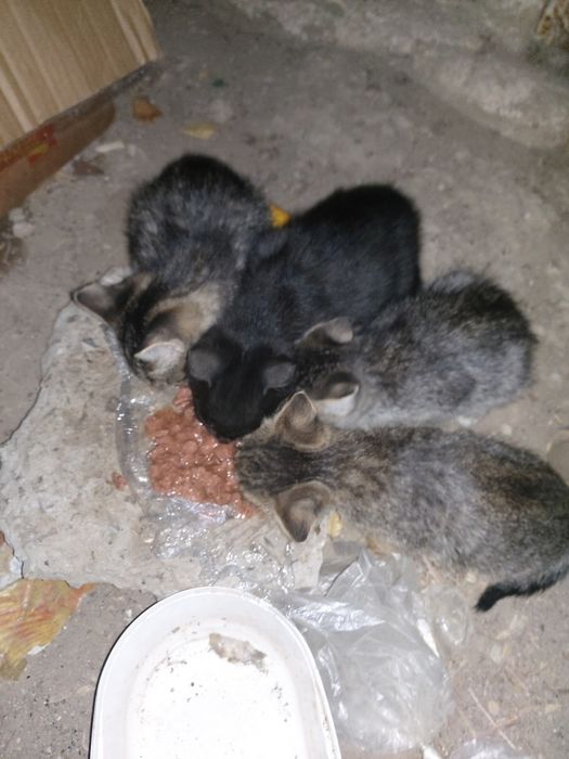 Отдам бесплатно котят в добрые руки