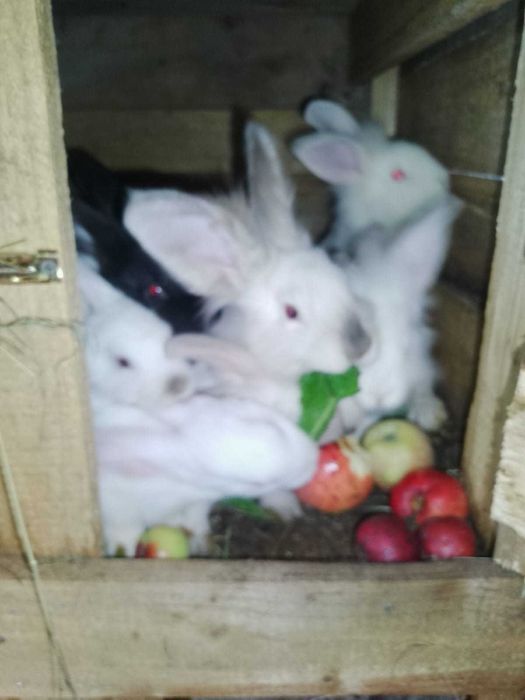 Vand iepuri, detalii la telefon