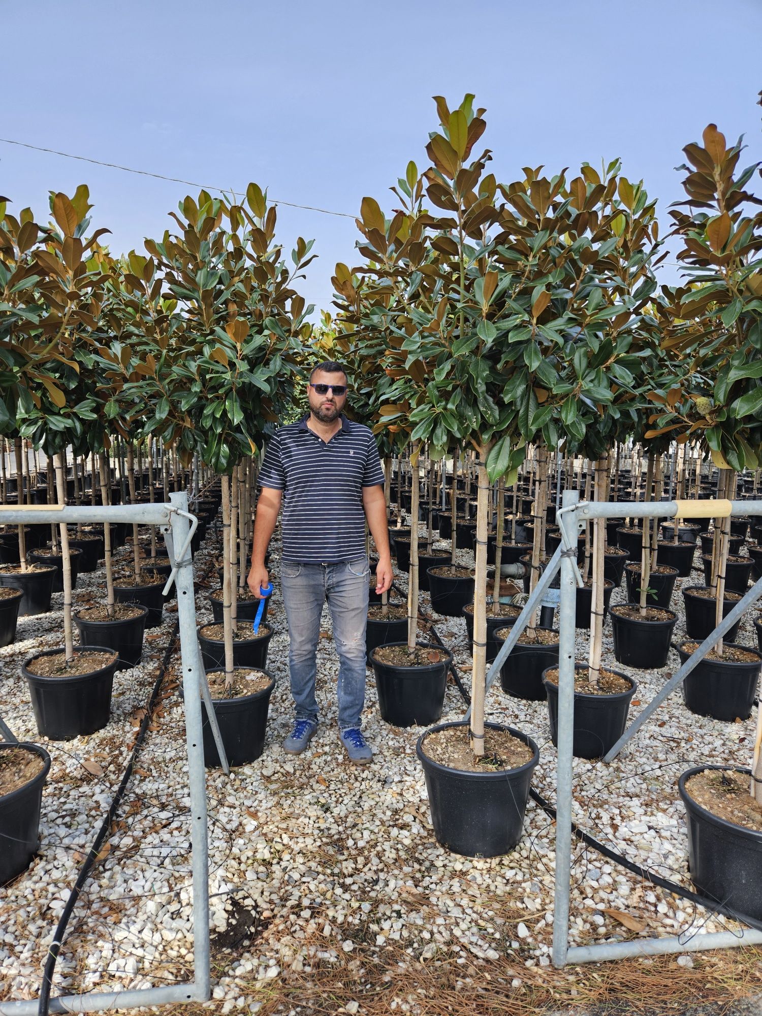 Magnolia grandiflora copac și tufa