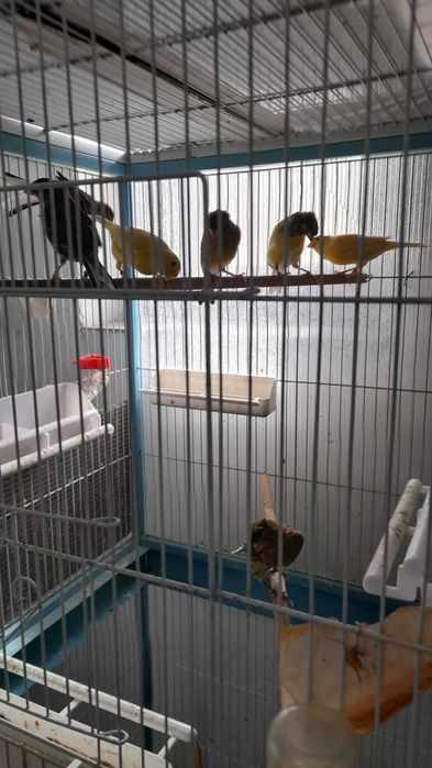 Vând Canari Timbrado