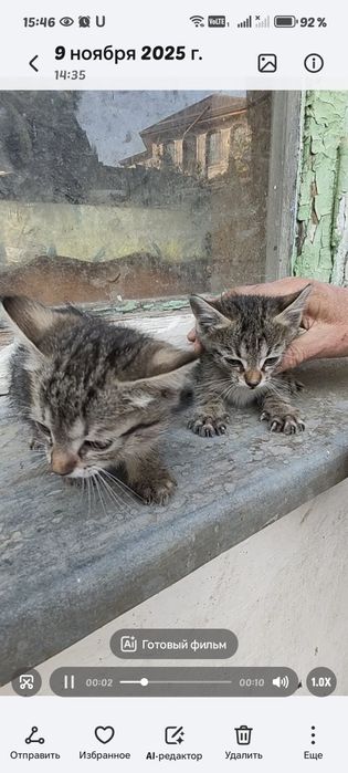 Котята отдам даром в добрые руки