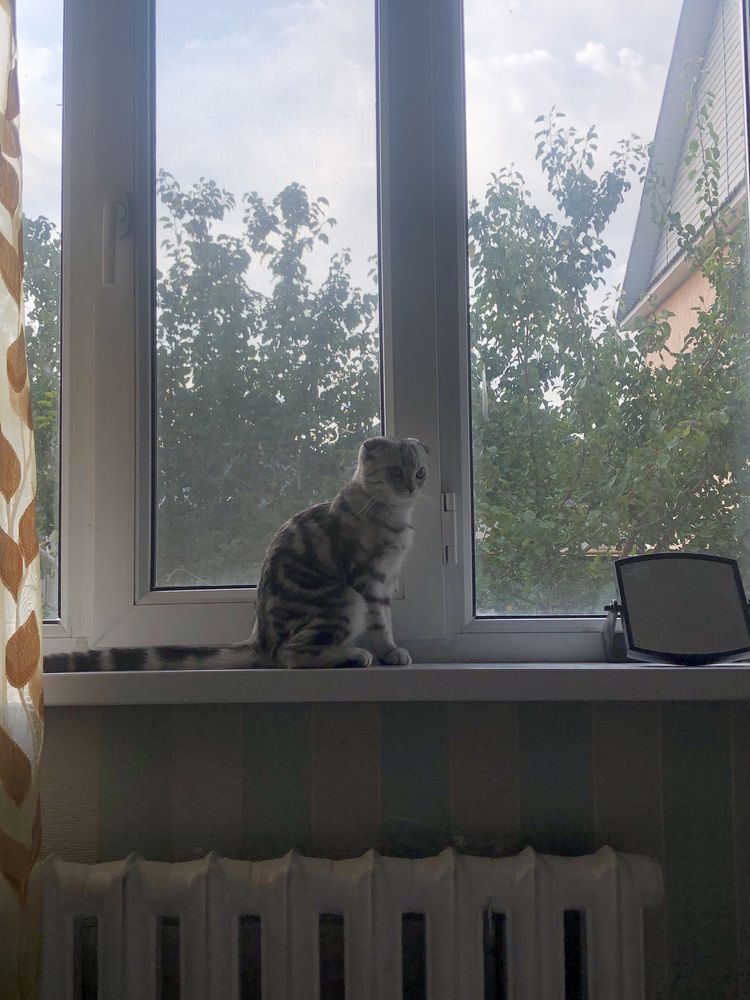 котенок шотландский