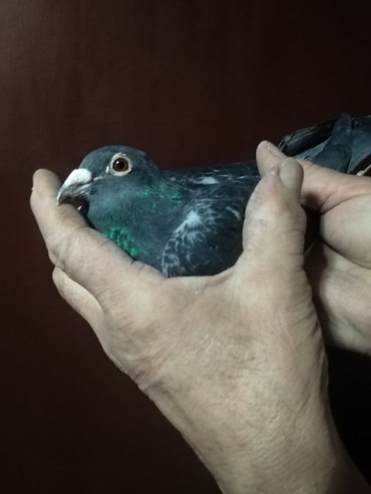 Пощенски гълъби немски и румънски