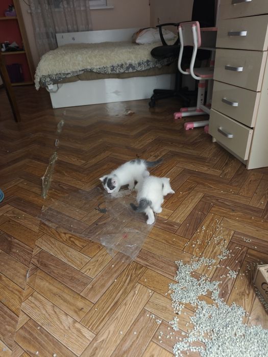 Котята длинношерстные