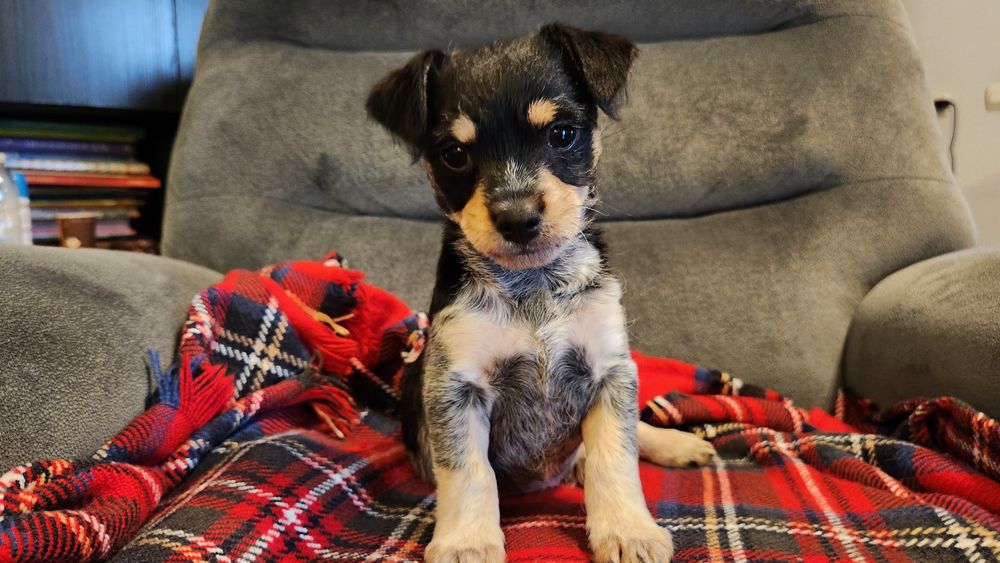 Pui metis pinscher pitic