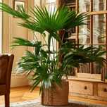 Palmier, Chamaerops Excelsa H 20-50 cm