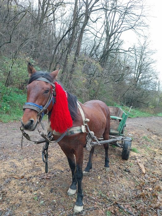Vând armăsar foarte cuminte