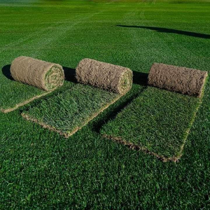 Vînd plante ornamentale și piatră naturală
