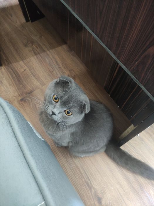 Кот породы скоттиш фолд