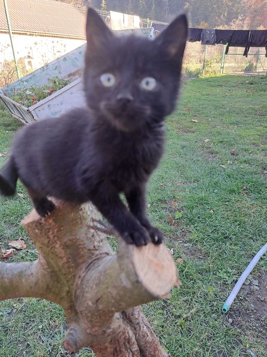 Pisici spre adopție