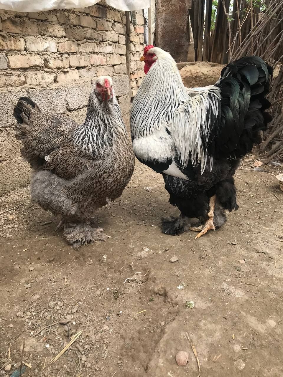 Продаю яйца брамы