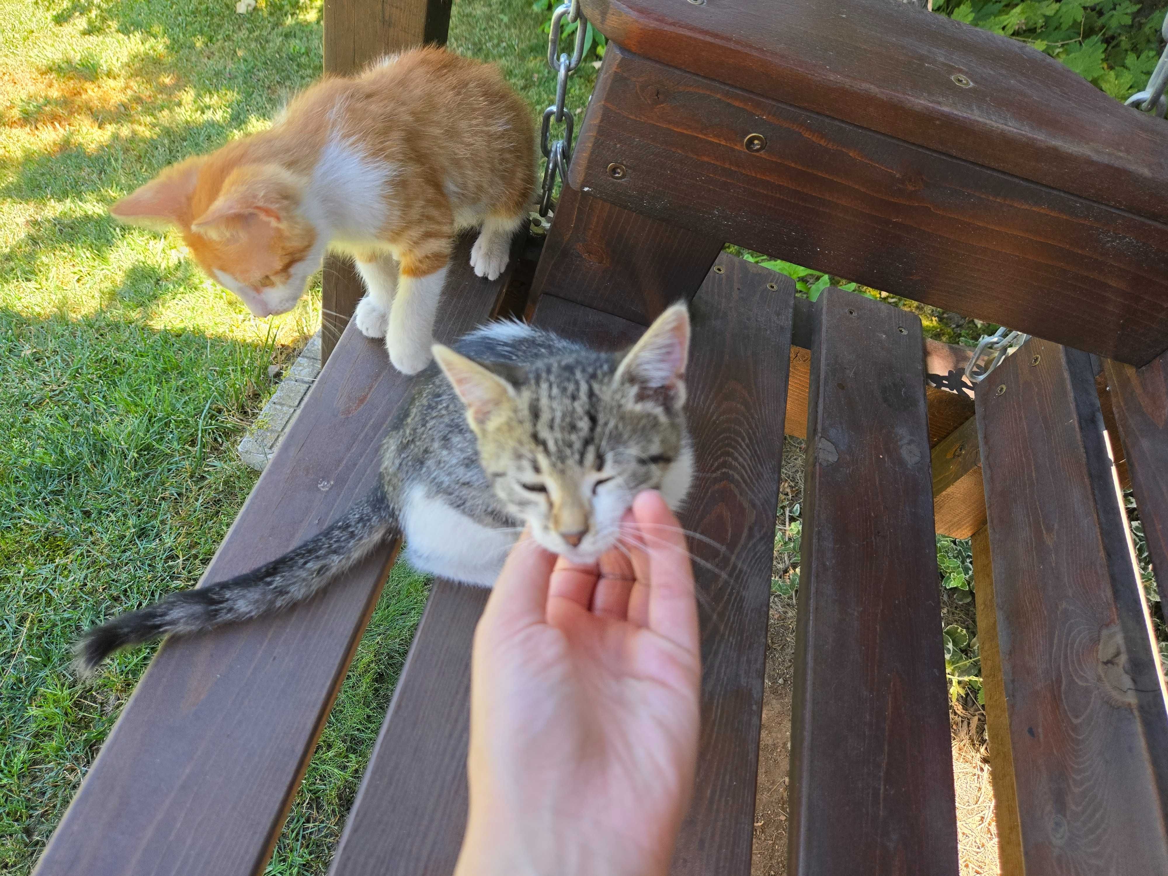 Малко сиво-бяло коте търси дом