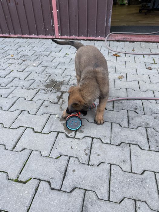 Donez puiuti (fetita) malinois