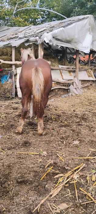 Mânz de vânzare 1 an și 2 luni