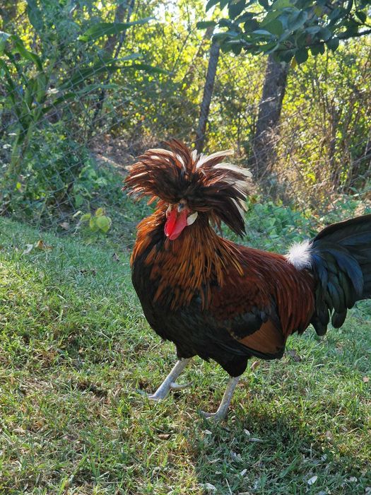 Pereche moțată olandeza