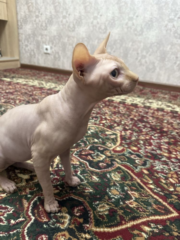 Сфинкс 100$ мальчик годик