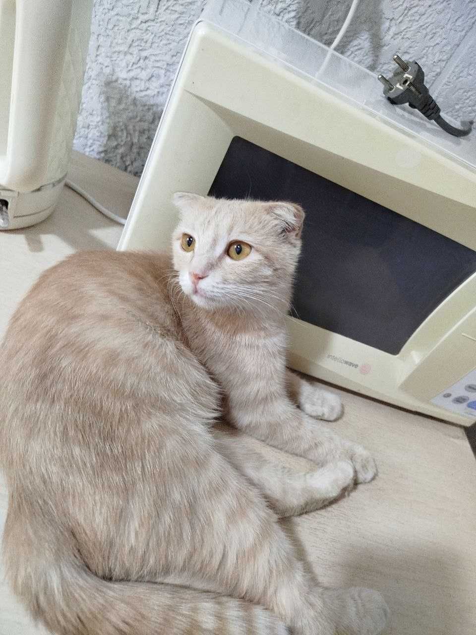 Срочно Продам котят,в хорошие руки.Веслоушки.