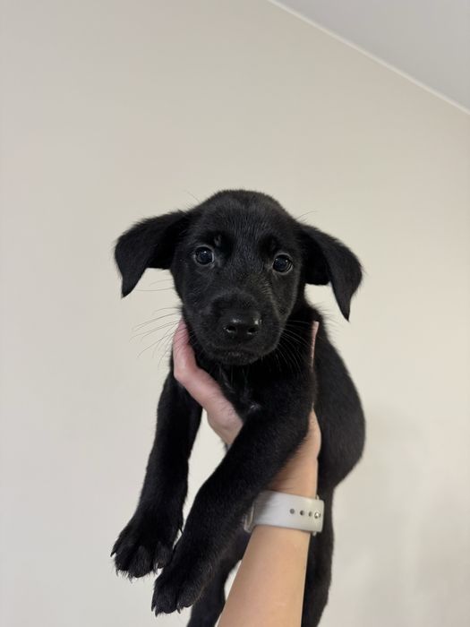 Лео търси семейство