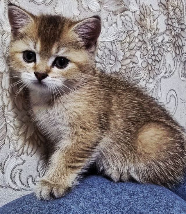 Продаю котят Скотиш Фолд и Скотиш Страйт