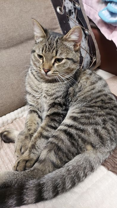 Отдам в добрые руки