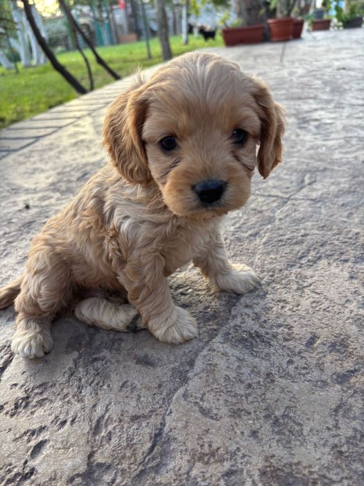 Кавапу///Cavapoo