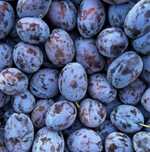 Prune coapte de țuica/palinca diverse soiuri(transport gratuit)
