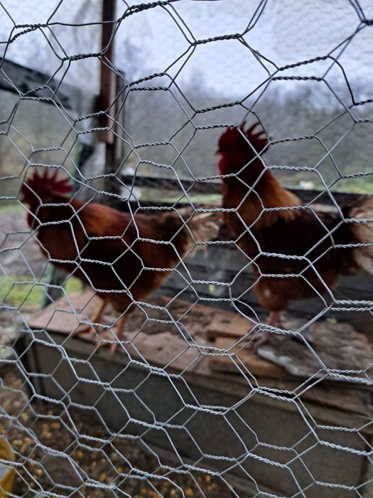 Cocoși de curte crescuți cu cereale