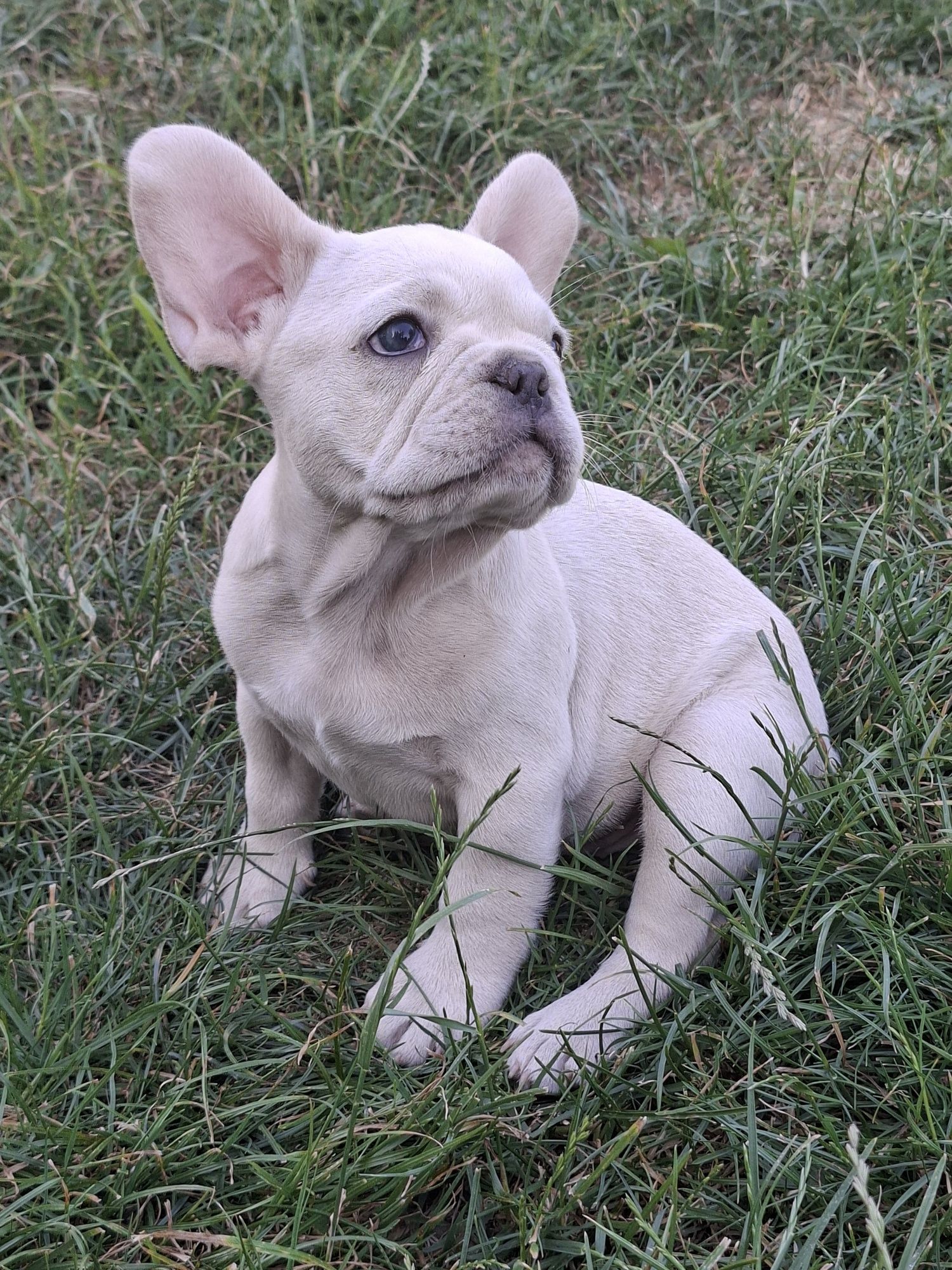Bulldog Francez mascul