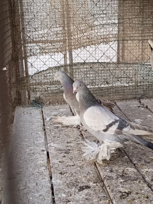 Продам голубей тасманов серень биляс