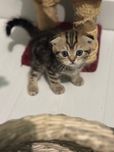 Котята скоттиш фолд