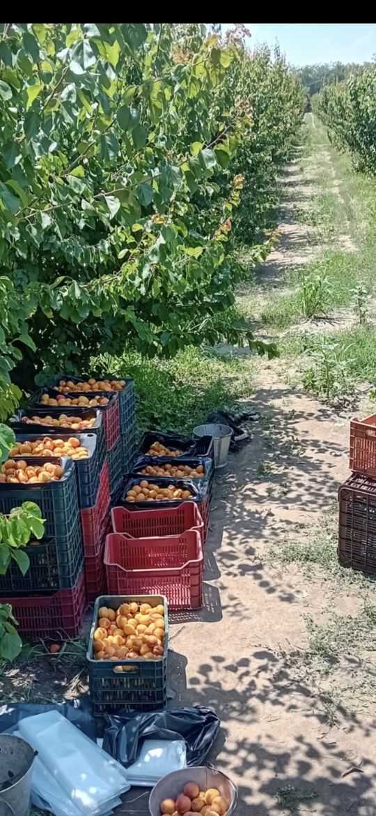 Caise pentru țuică și pălincă românești coapte dulci și aromați 100%.