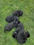 Pui Labrador Retreiver - negru
