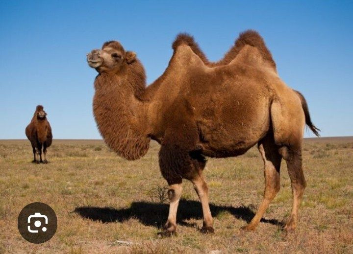 Ет.Жас туйенин ети.жиликтеп.