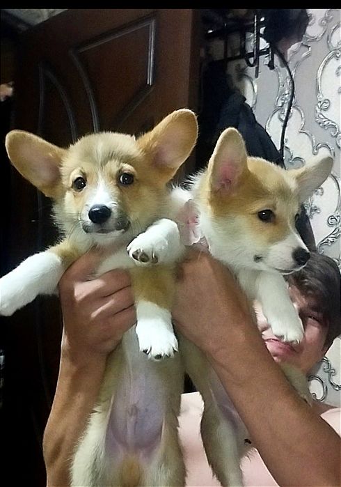 В продаже вельш пемброк корги